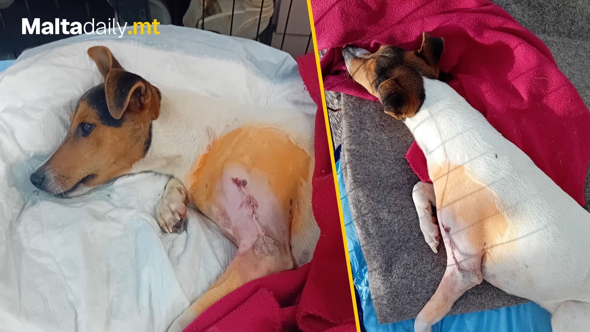 Guzeppi The Dog Rescued After Being Hit By A Car