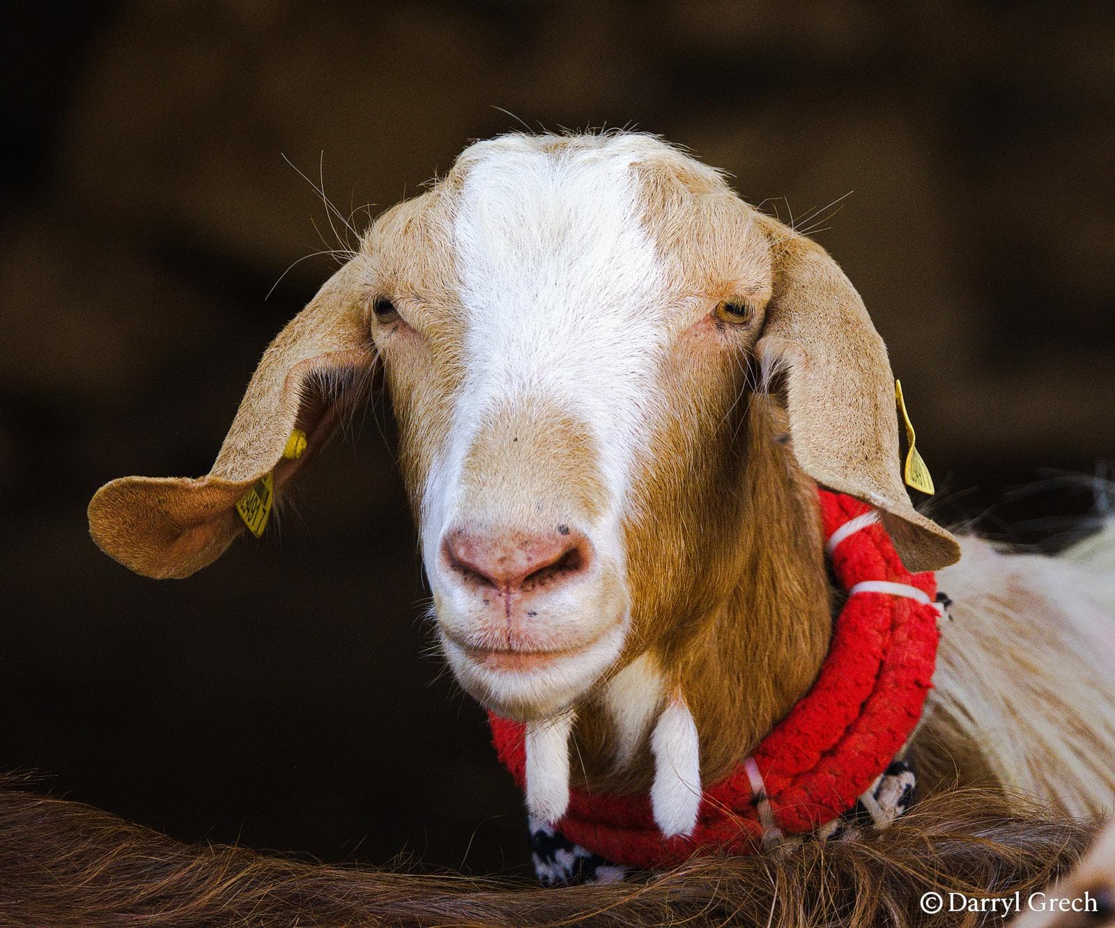Malta Embarks On Major Initiative To Protect And Revive Its Living Cultural Heritage