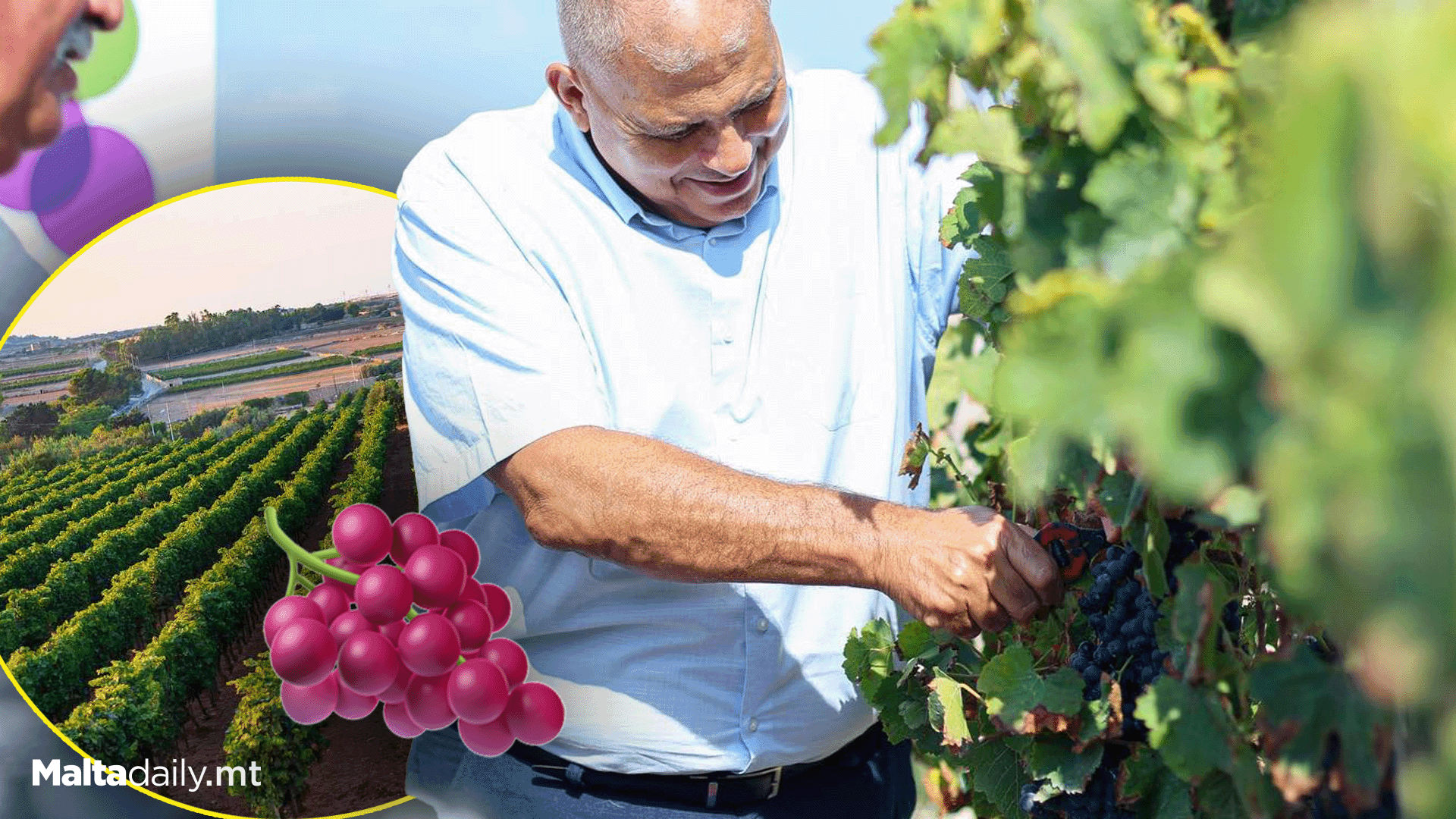 Malta’s Grape Harvest Season Officially Opens