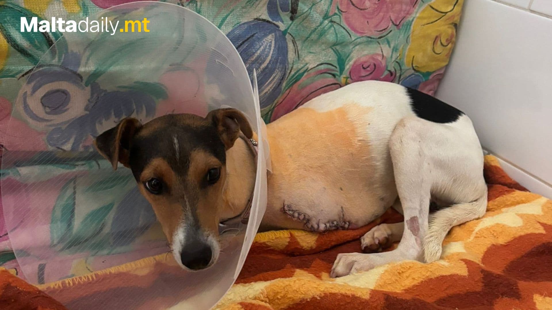 Guzeppi The Rescue Dog Walking On Three Legs Following Accident