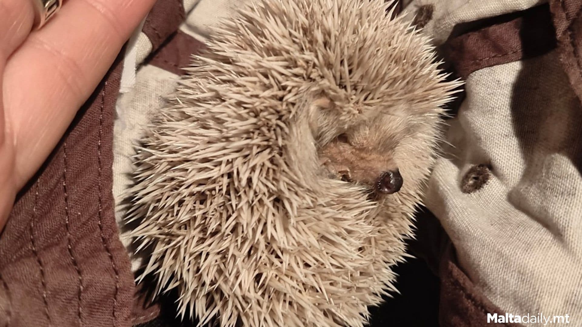 Lost Little Hedgehog Rescued By Rangers From Road