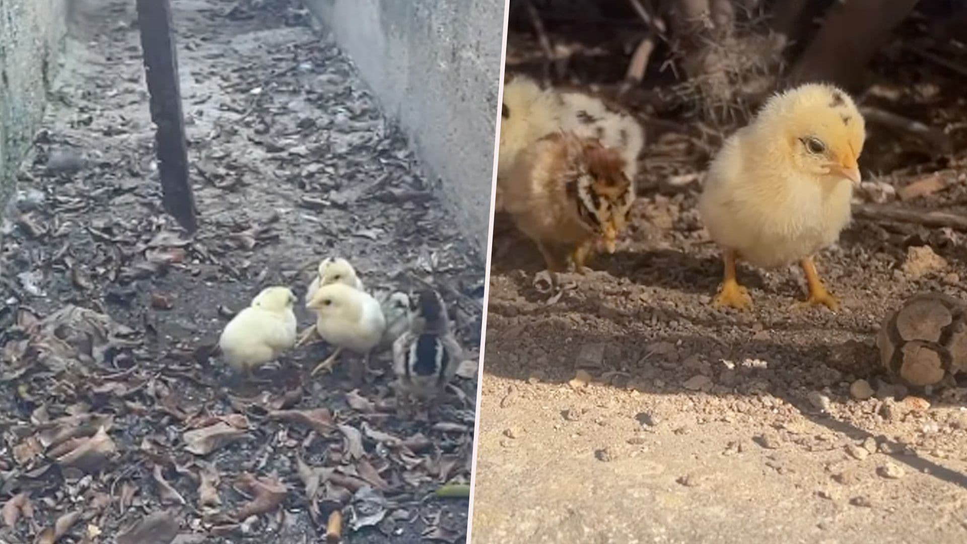 Little Chicks Stuck In Canal Saved In Għajnsielem