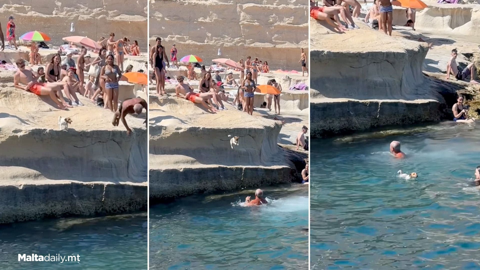Tina The Diving Dog Goes Viral Again