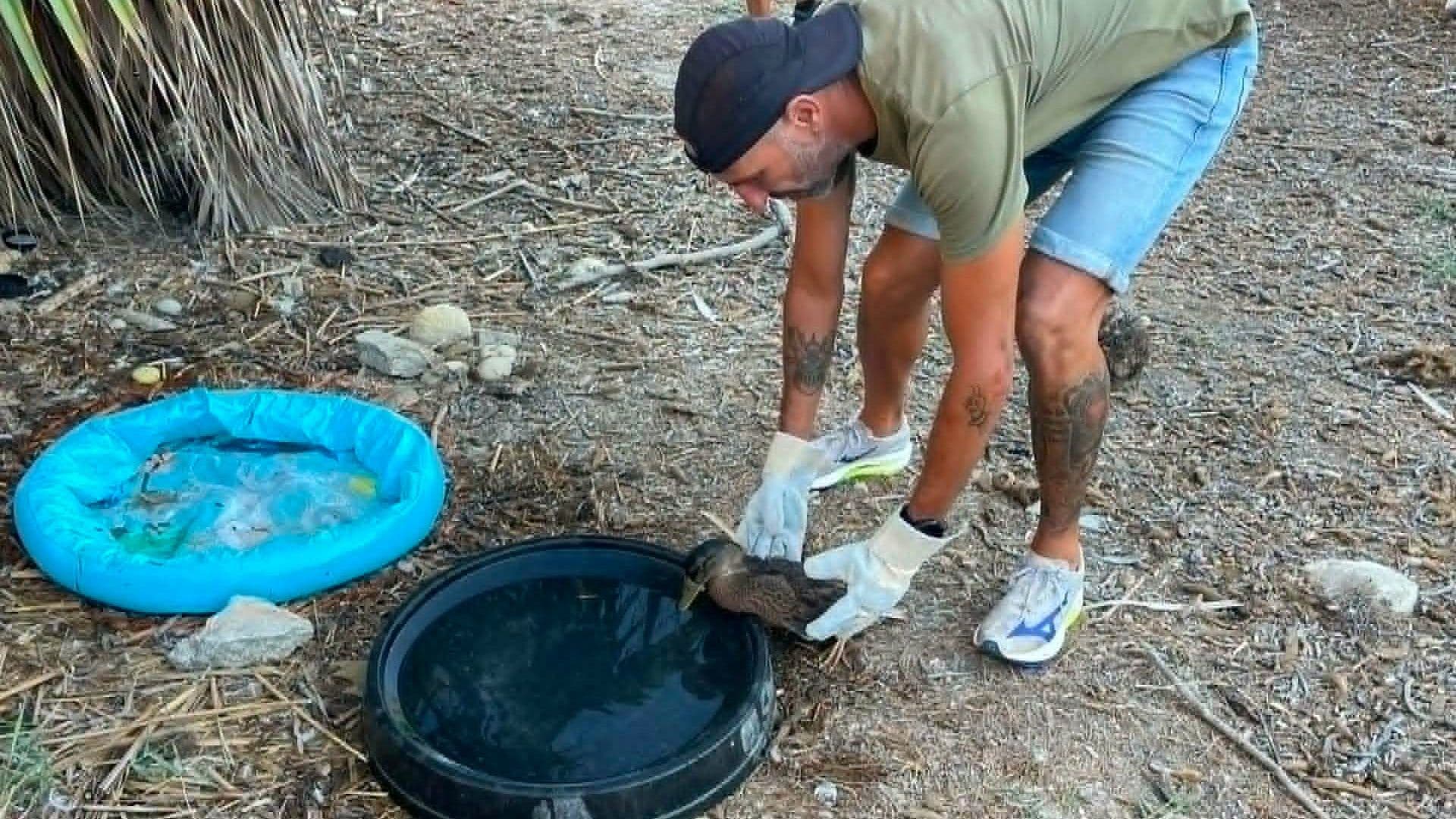 VOLUNTEERS COME TOGETHER TO HELP DUCKS AT MARSALFORN VALLEY