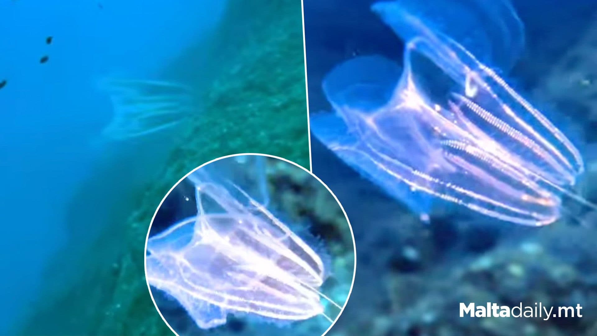 Diver Lewis Mark Films Glowing Comb Jellies In Stunning Underwater Encounter