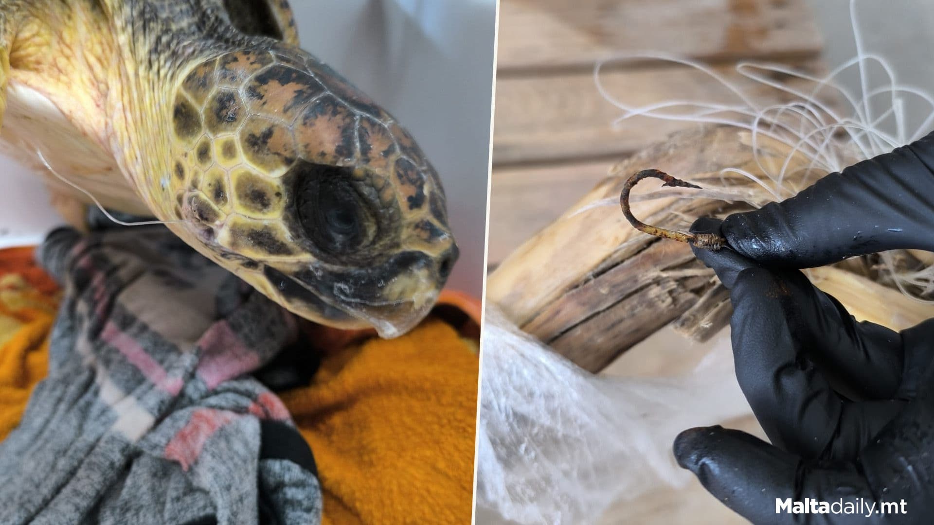 Turtle Entangled In Plastic Debris & Wooden Stick Rescued