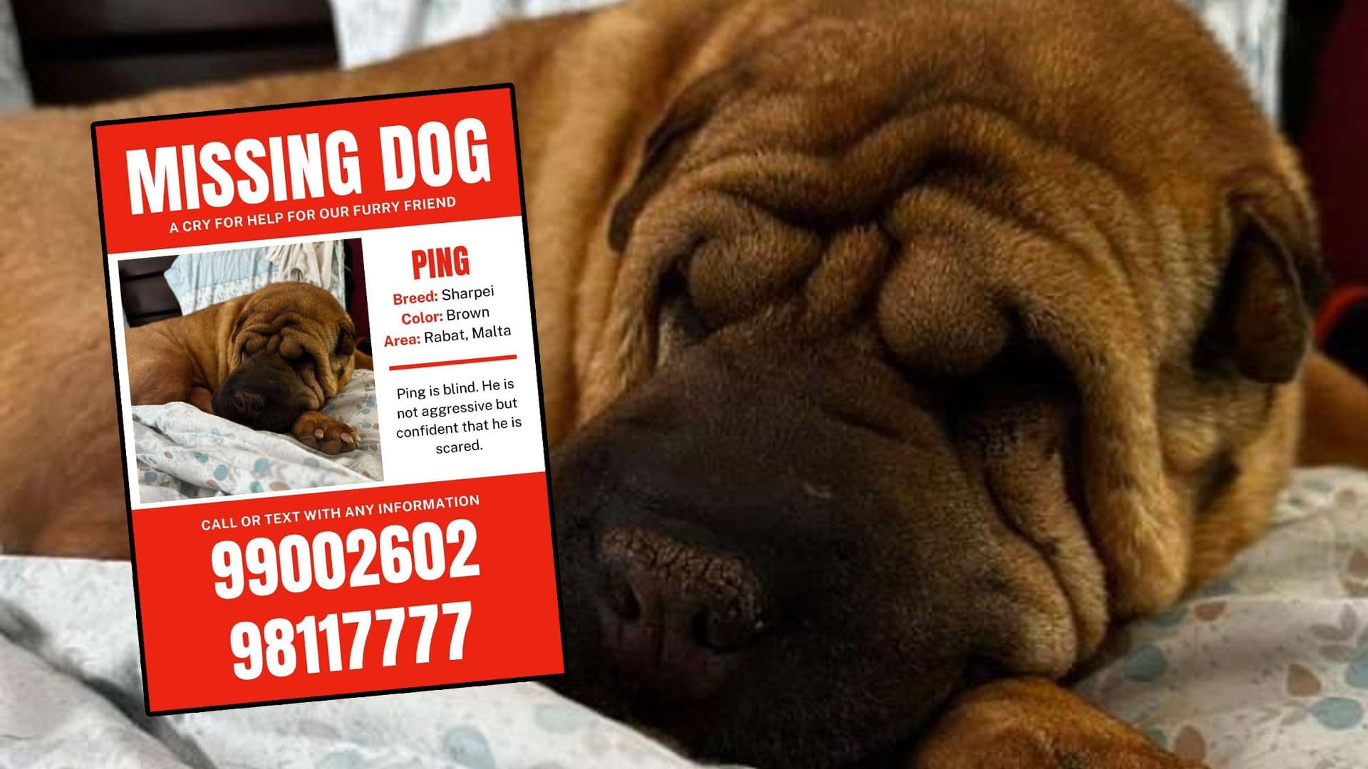 €5K Reward For Missing Blind Dog Ping