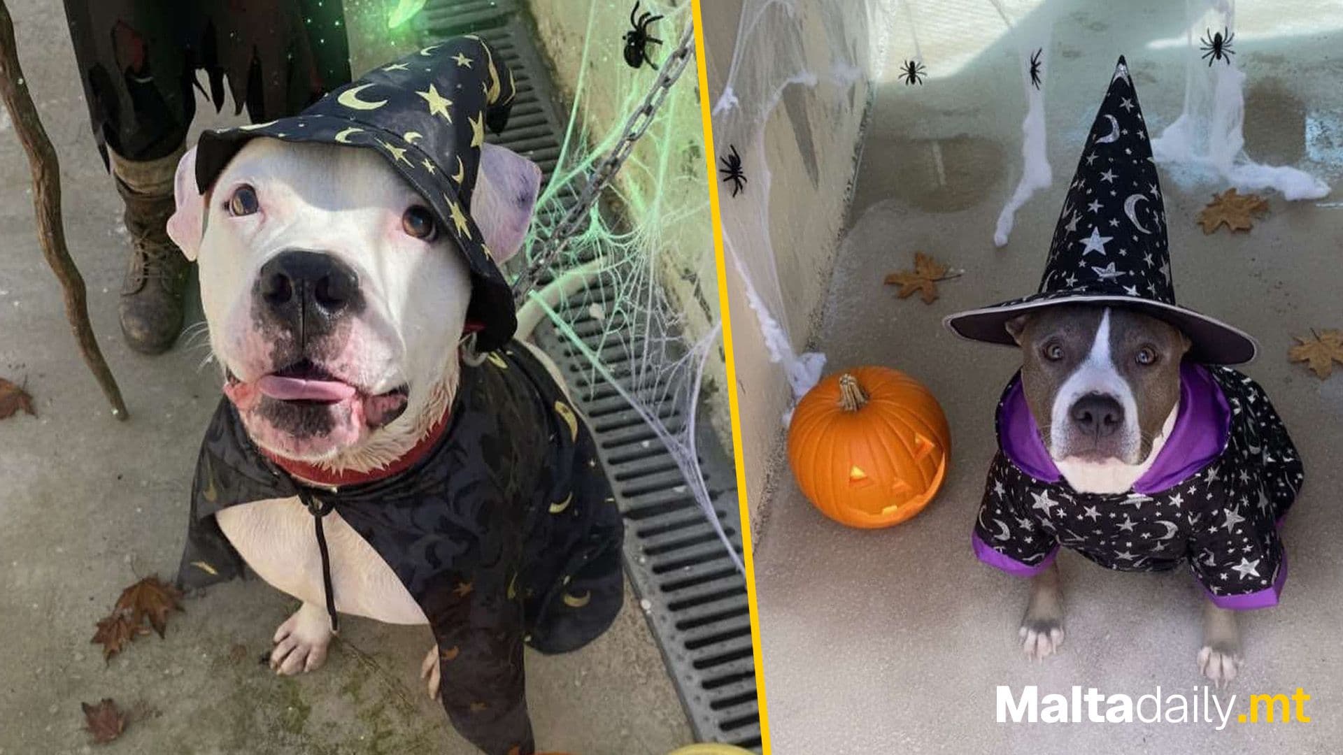 Look At These Rescue Dogs Dressed Up For Halloween