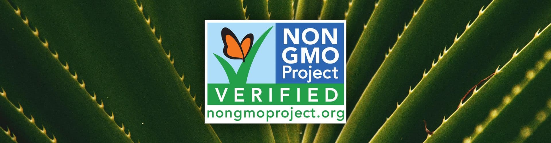 The Benefits of Drinking Aloe Vera & Why It Matters