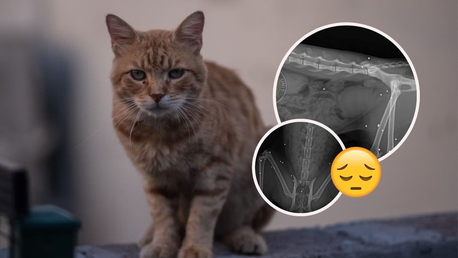 Cat Found Riddled With Lead Pellets In South Of Malta