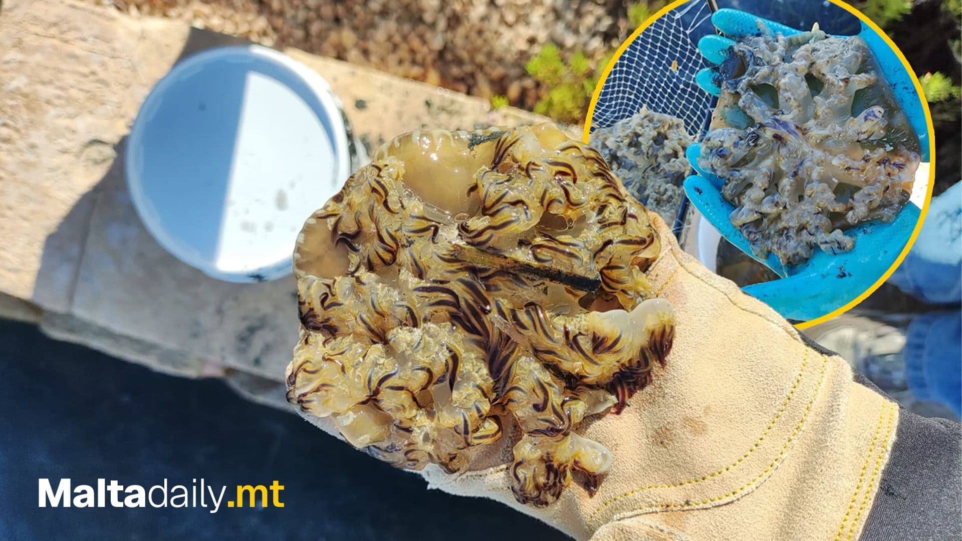 Marine Biologist Warns Of Invasive Jellyfish Spread In Maltese Waters