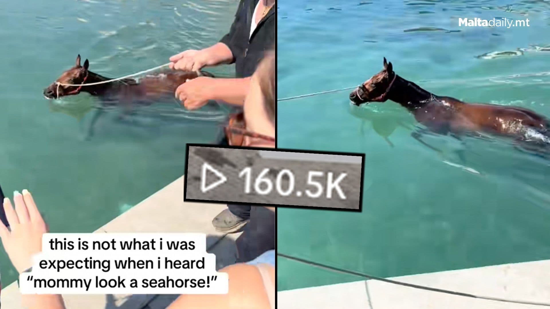 Horse Having A Swim In Gozo Goes TikTok Viral