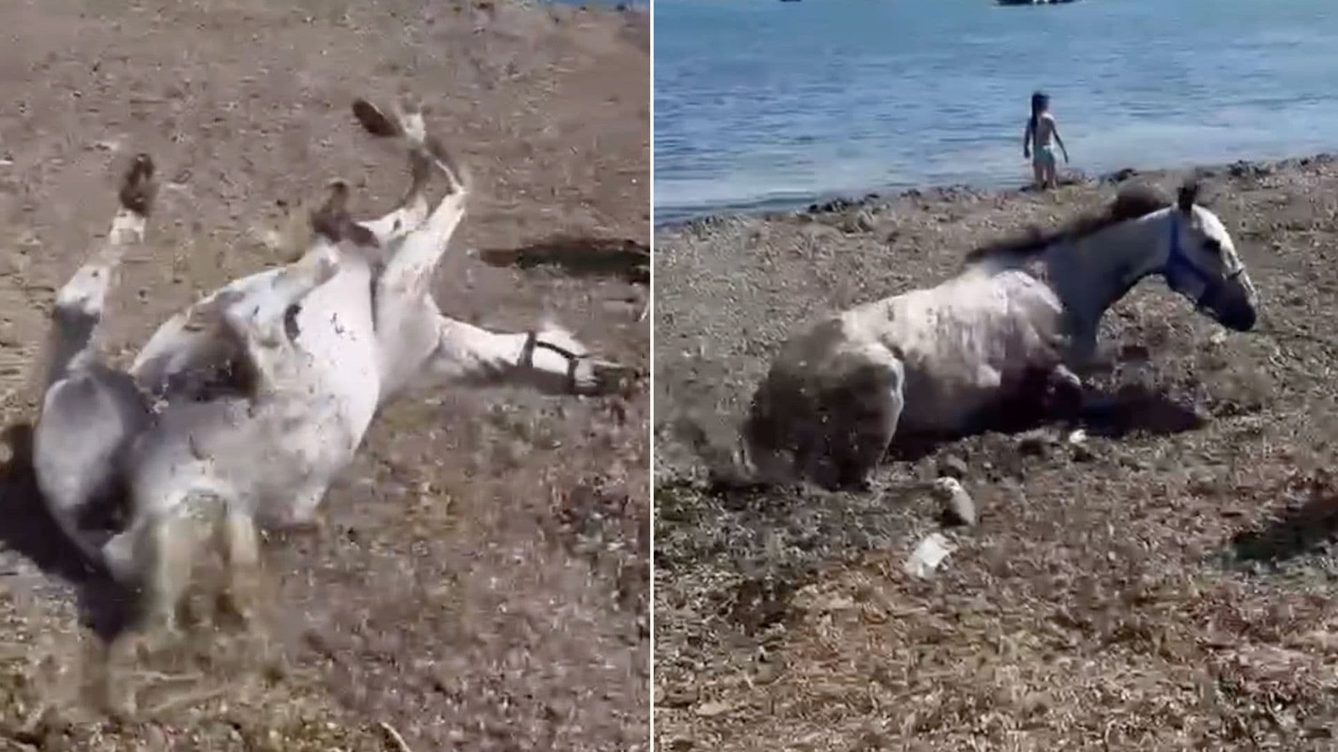 Watch: Horses Happily Roll On Local Beach