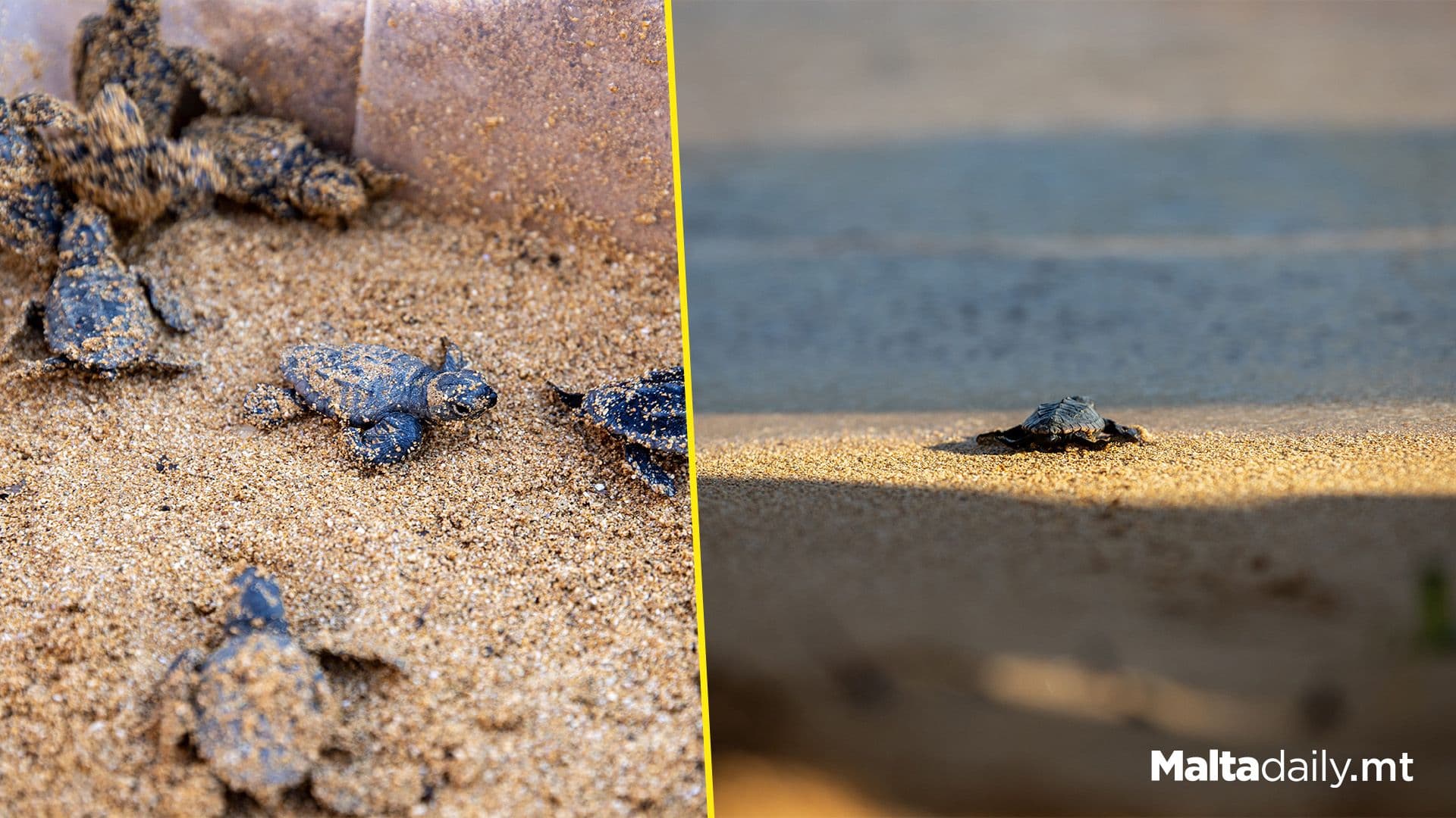 First Turtle Nest Of 2025 At Ġnejna Fully Hatched