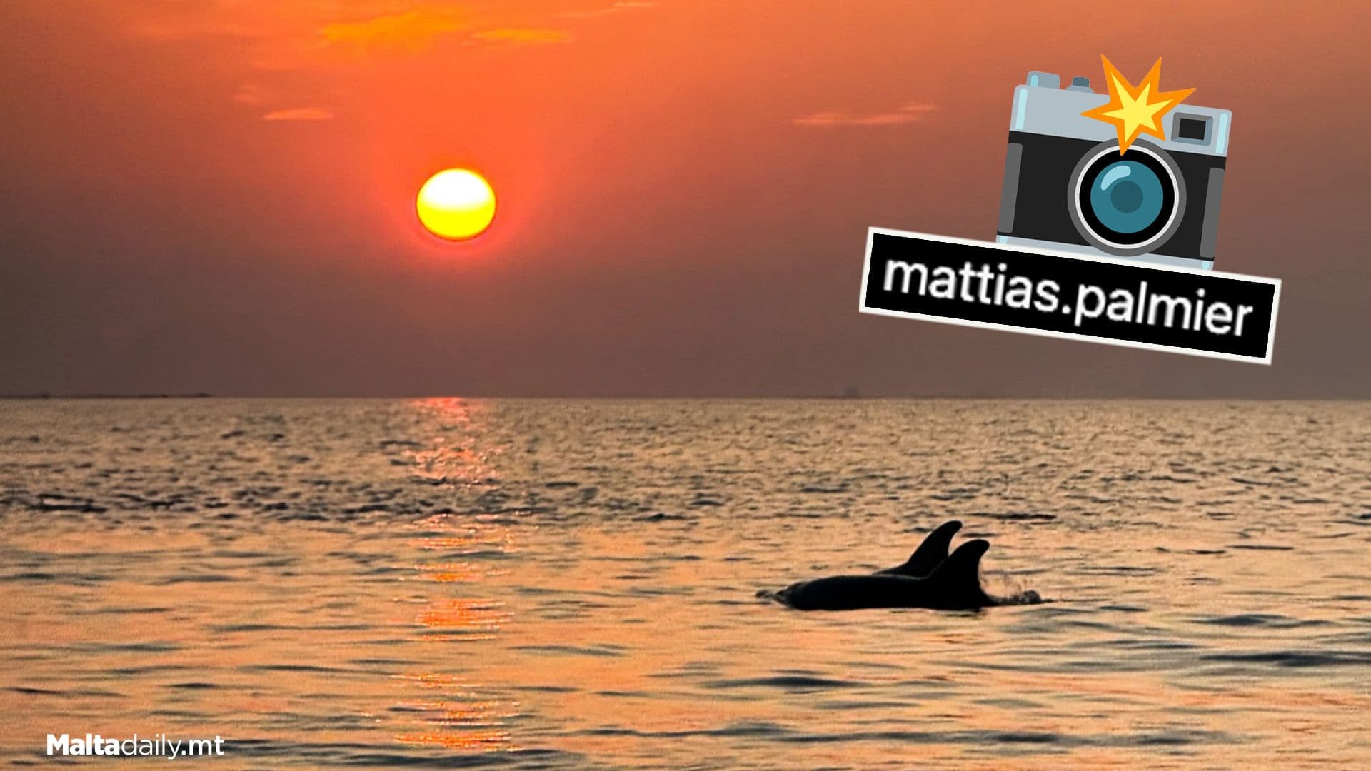 Local Photographs 2 Dolphins During Maltese Sunrise