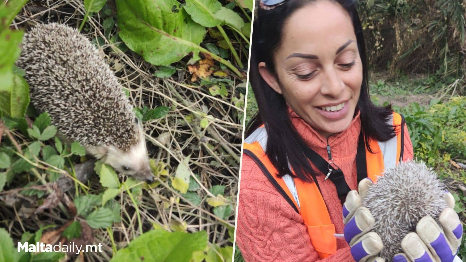 Two Hedgehogs Released Back Into The Wild