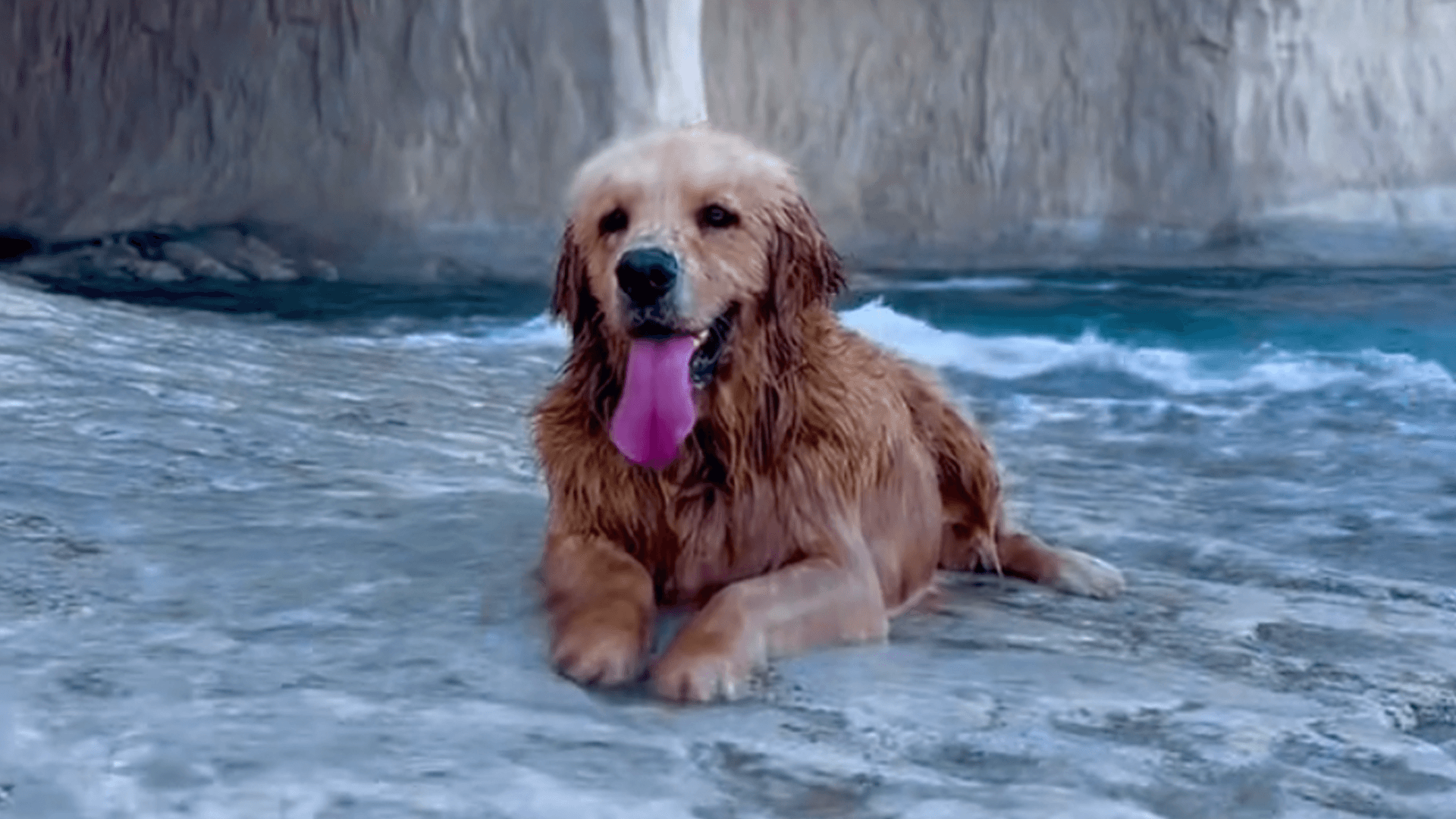 Goden Retriever Enjoys Swim In Gozo