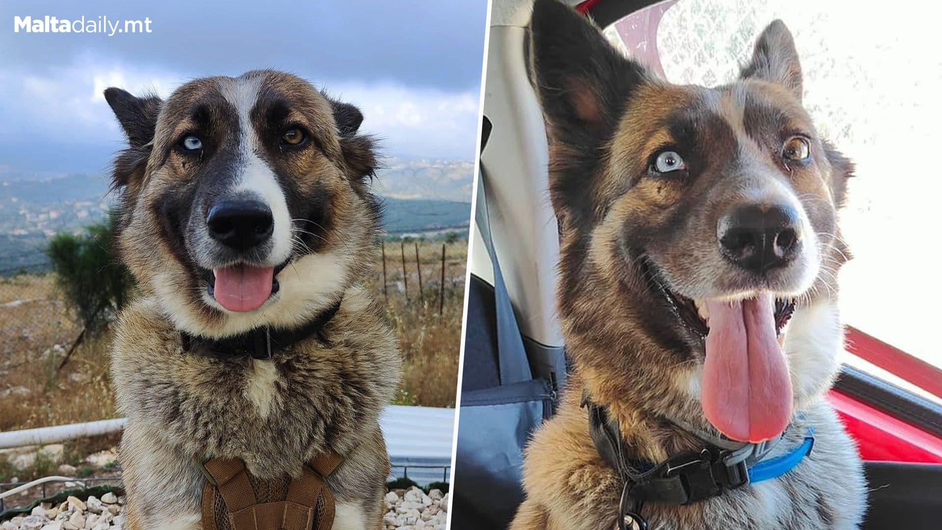 Calls For Dog’s Adoption After Facing Cruelty & Abuse