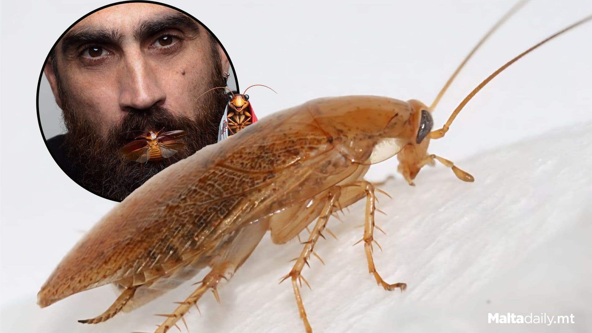 New Study Reveals Origin Of Maltese Cockroach & 2 New Species
