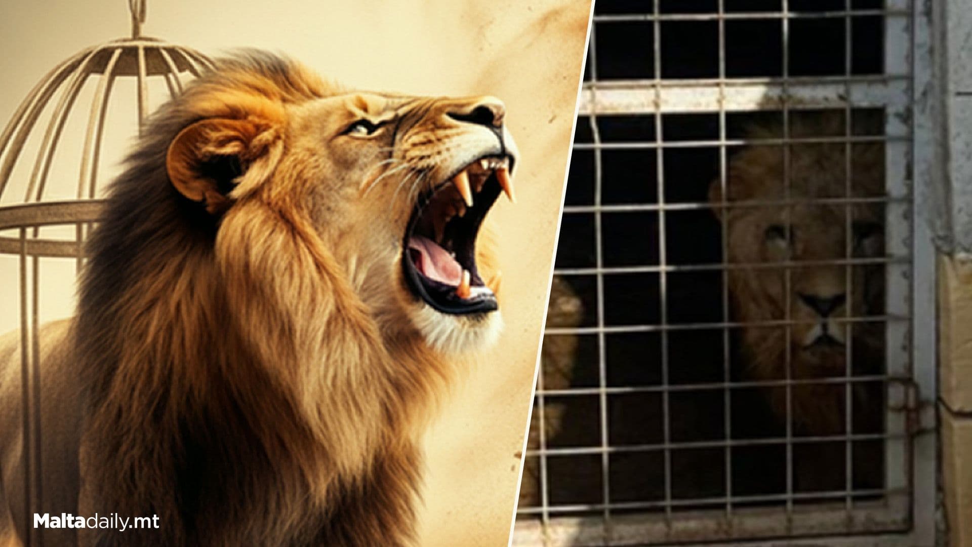 Protest Over Inaction On Caged Lions In Naxxar