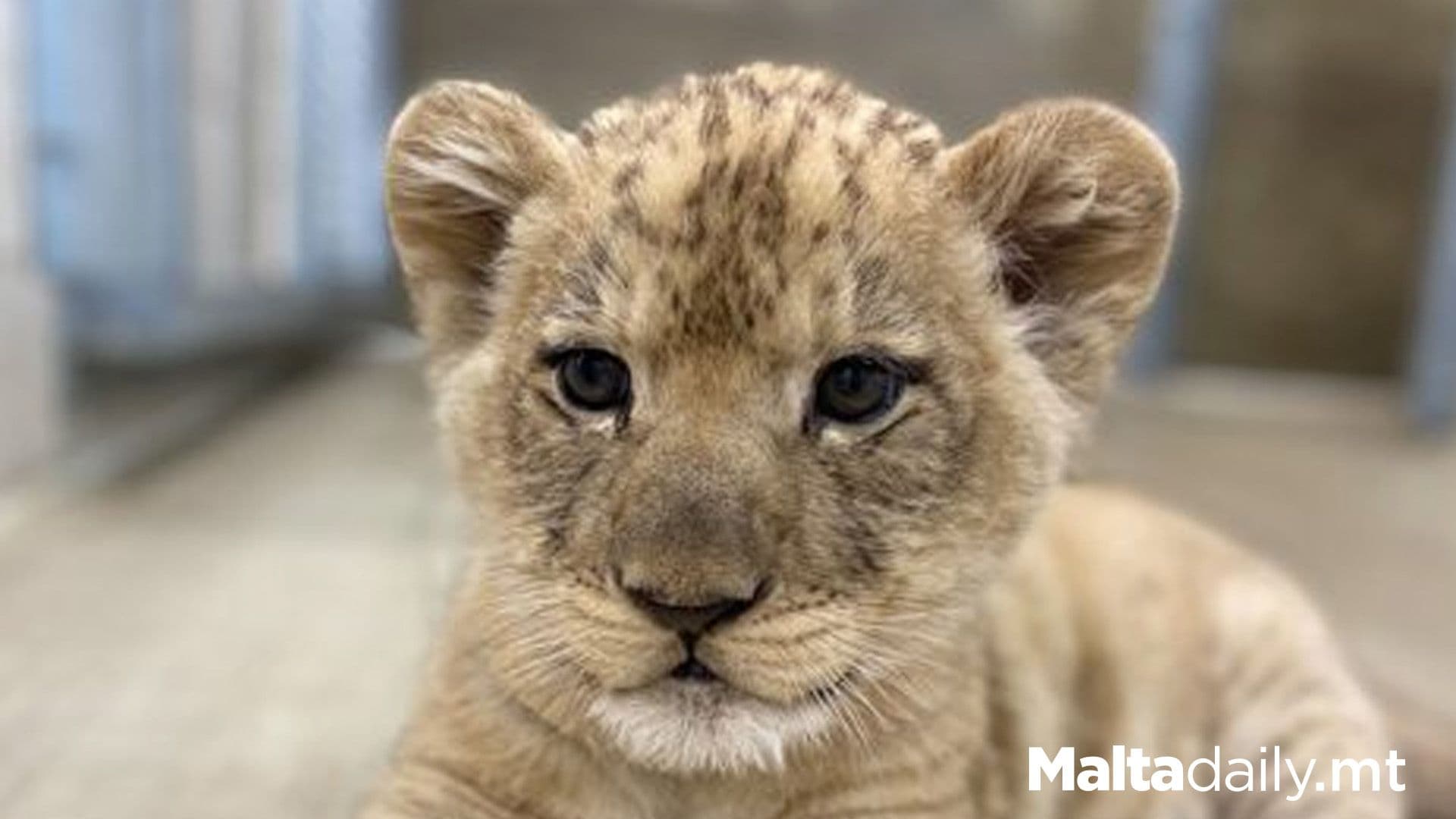 €20,000 Fine For Not Registering 11 Newborn Big Cat Cubs