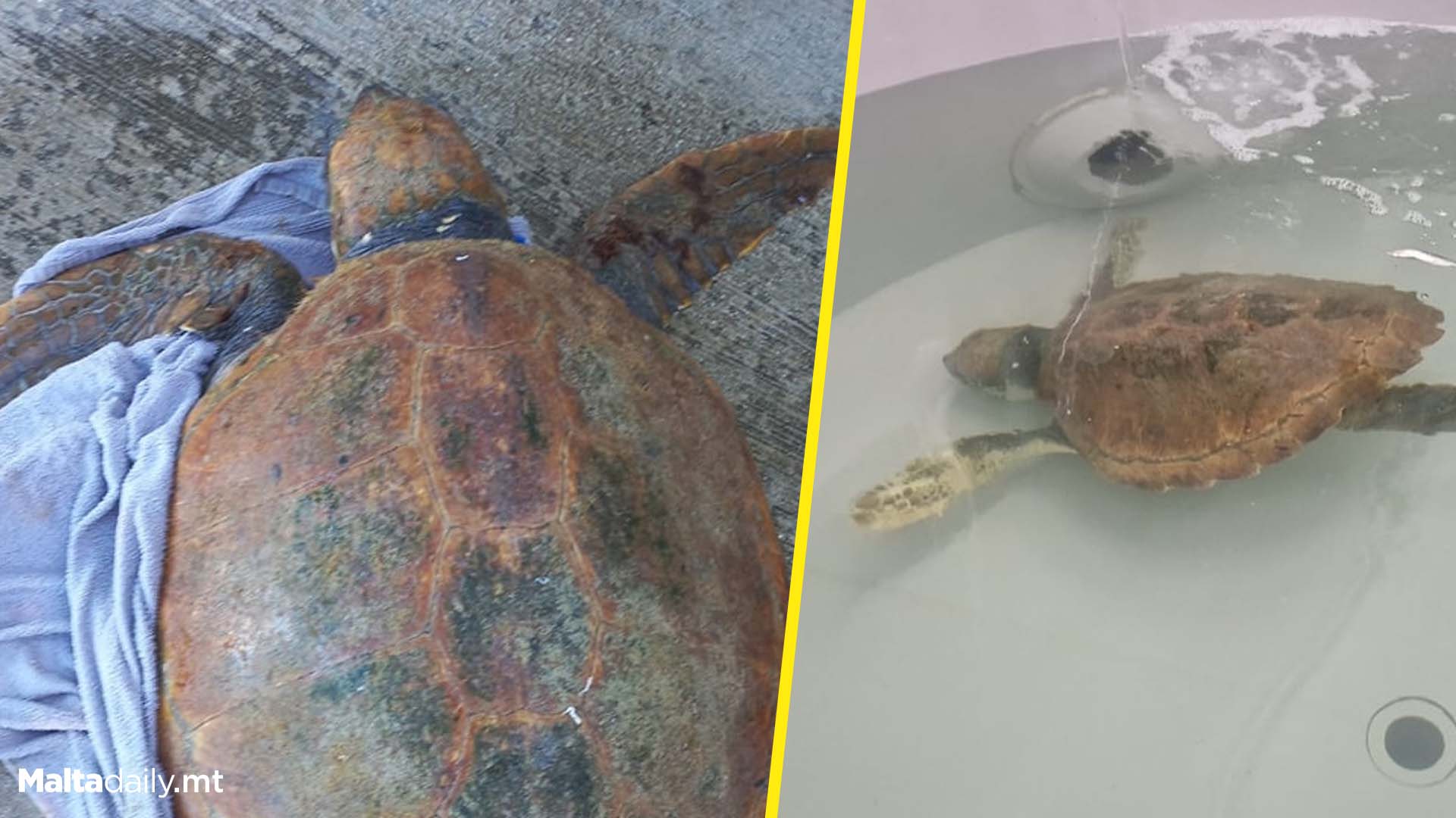 Turtle Saved By Wildlife Rescue Team Malta