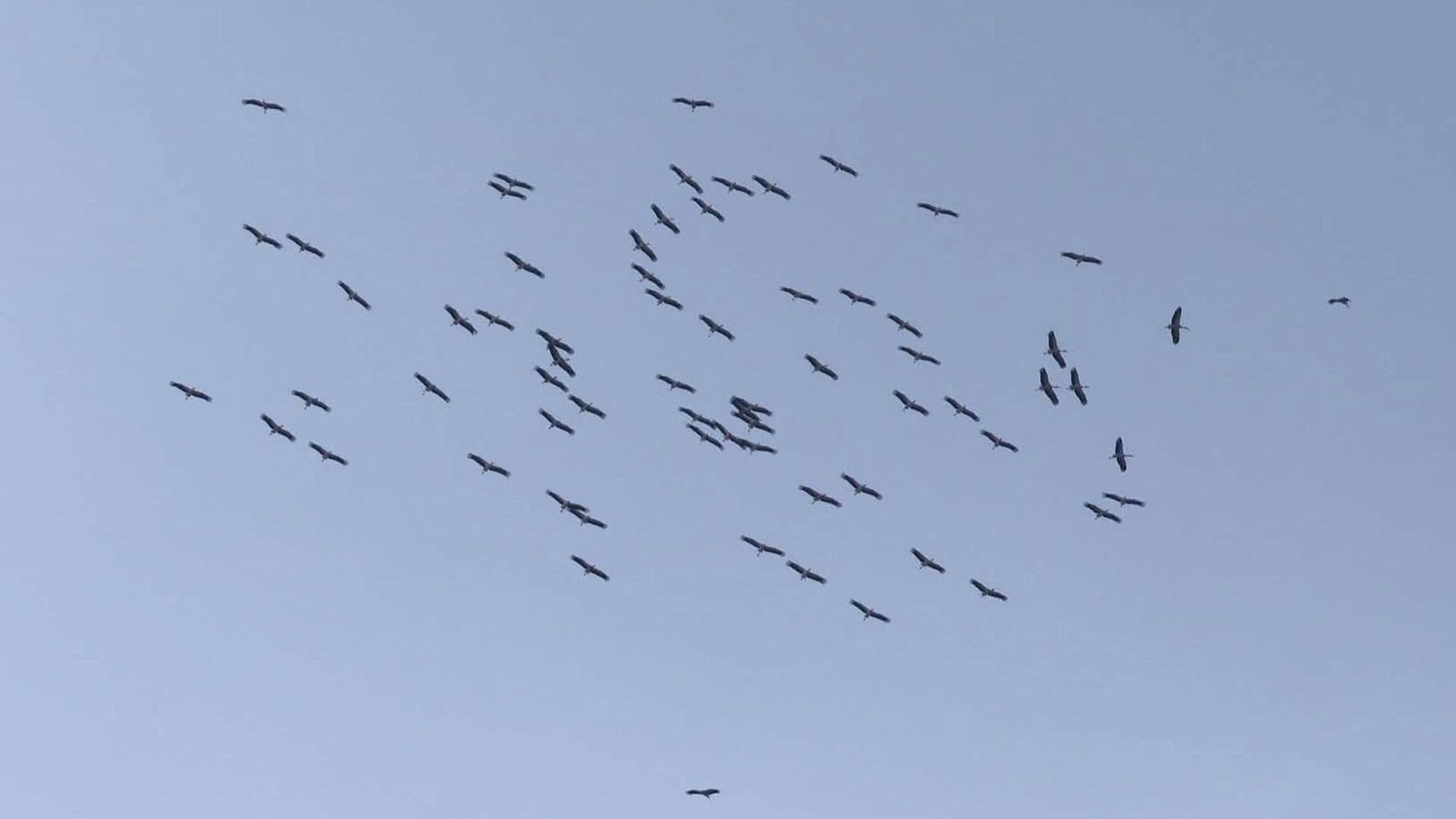 Over 60 White Storks & Rare Eagles Arrive In Malta In Migration Event