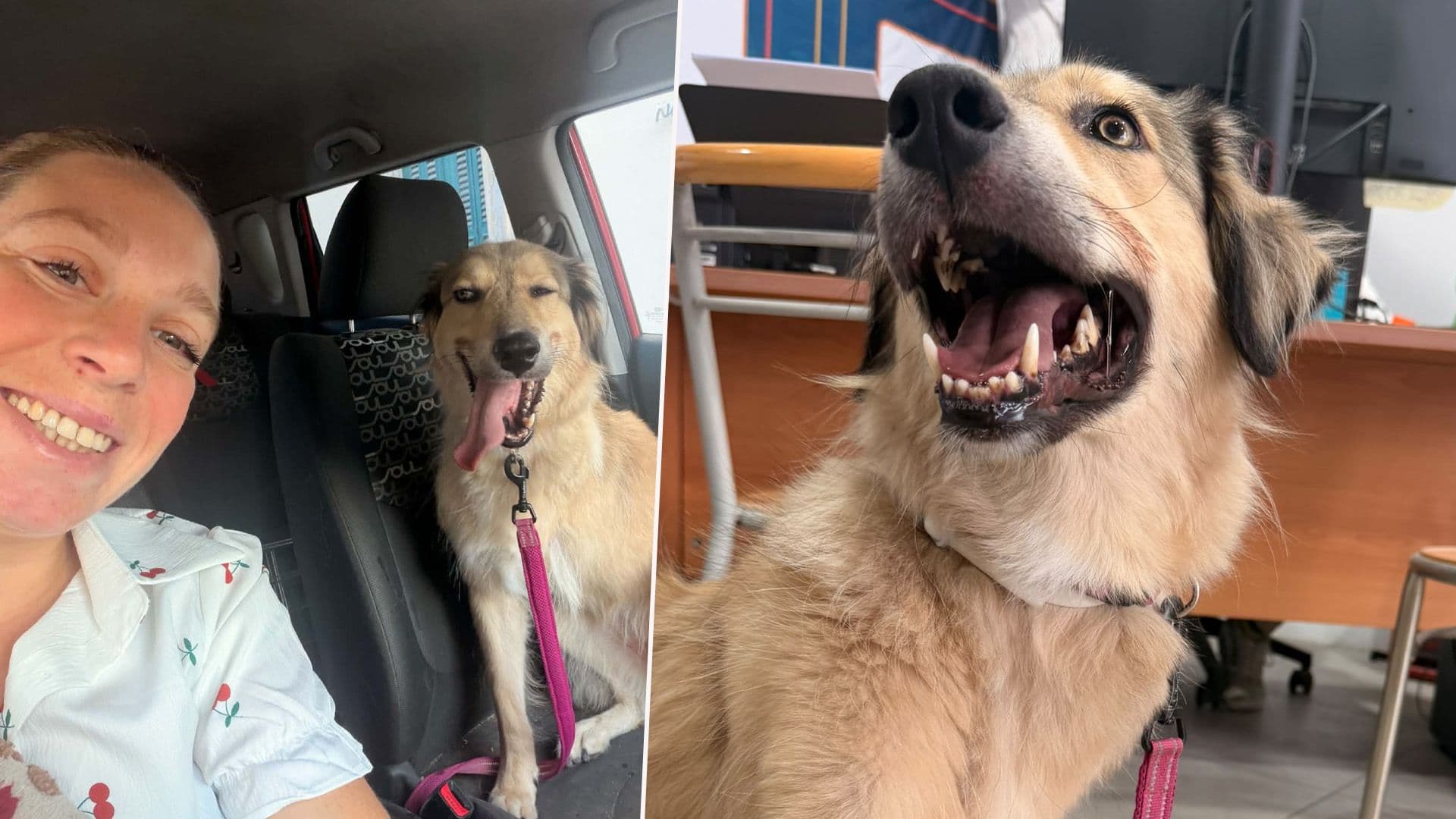 Fundraising Campaign For Shy 3 Legged Dog Carrie Launched