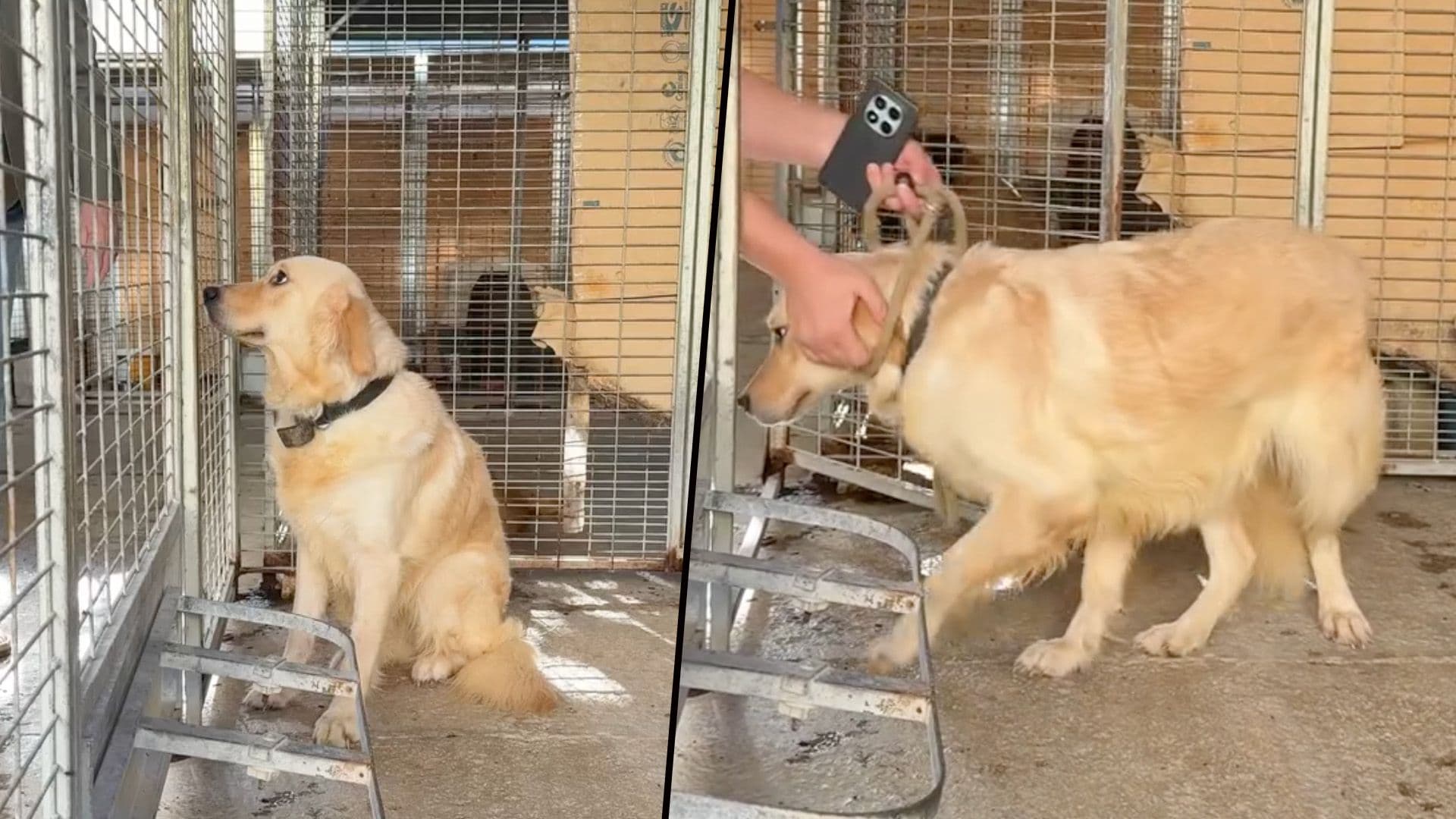 Dog Rescued From Poor Conditions To Begin Rehabilitation AT MSPCA