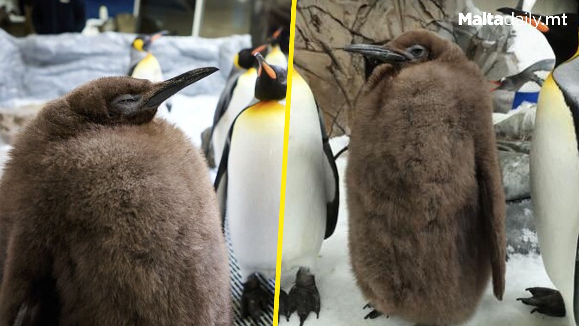 Australian King Penguin Chick Pesto Becomes Social Media Sensation
