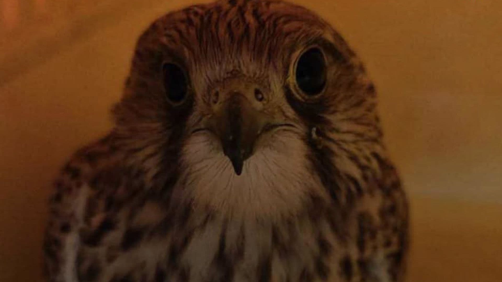 From Malta To Italy, Then Back Again? The Journey Of A Kestrel Found Shot In Malta In 2025