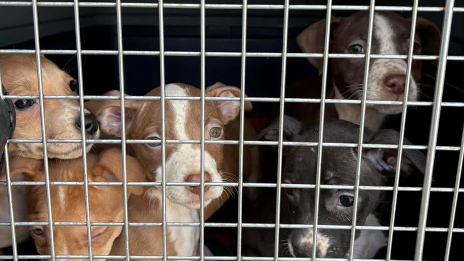 8 Puppies Rescued By Local Shelter
