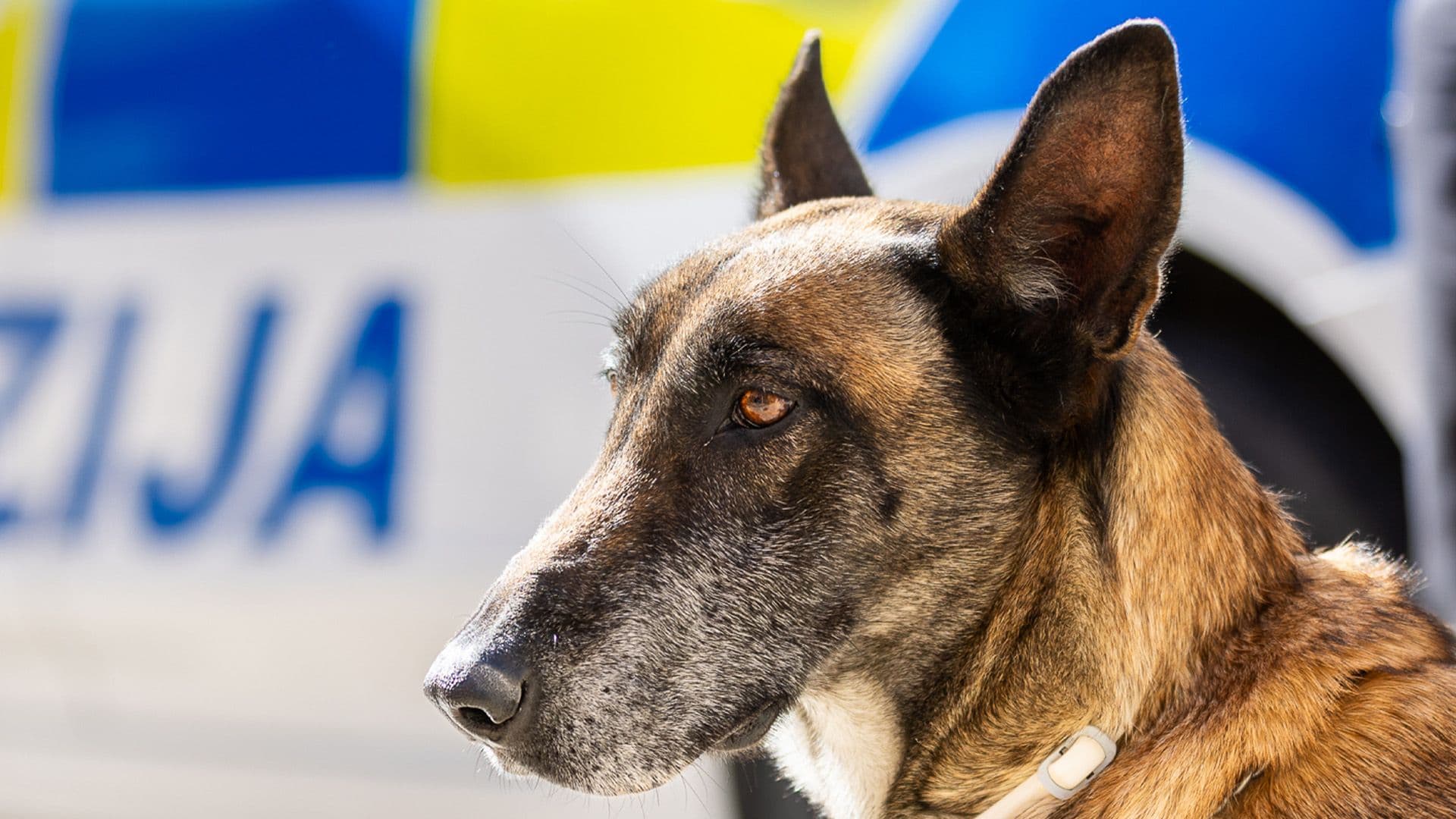 There Are 30 Dogs Operating With The Police Force