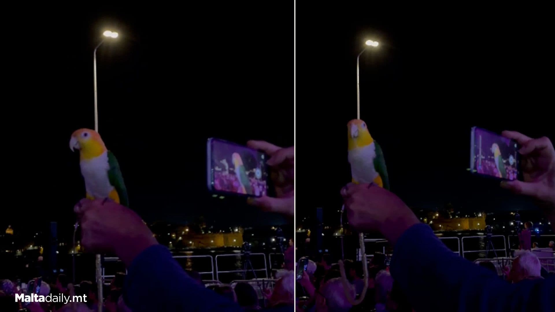 Pet Bird Enjoys Fireworks In Valletta