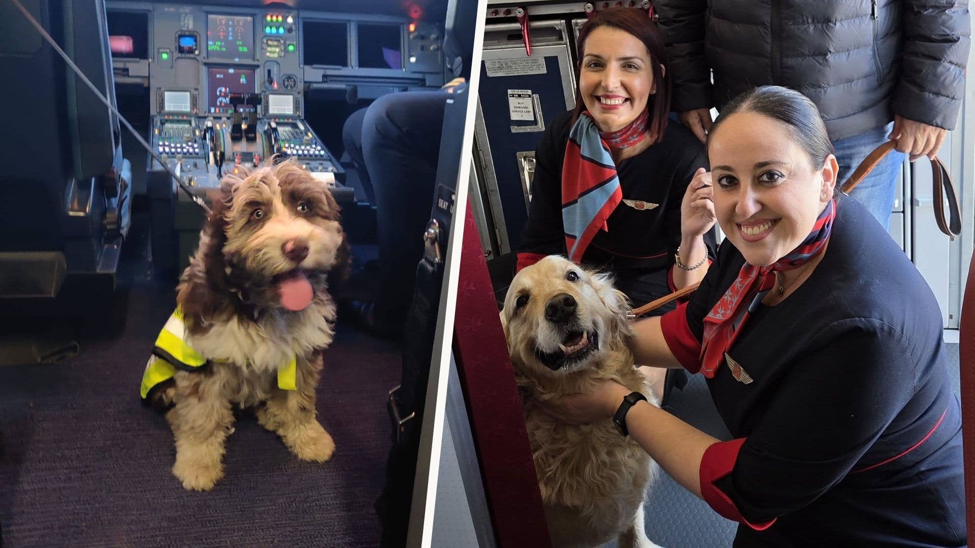 Service Dogs Get Preferential Treatment On KM Malta Flight