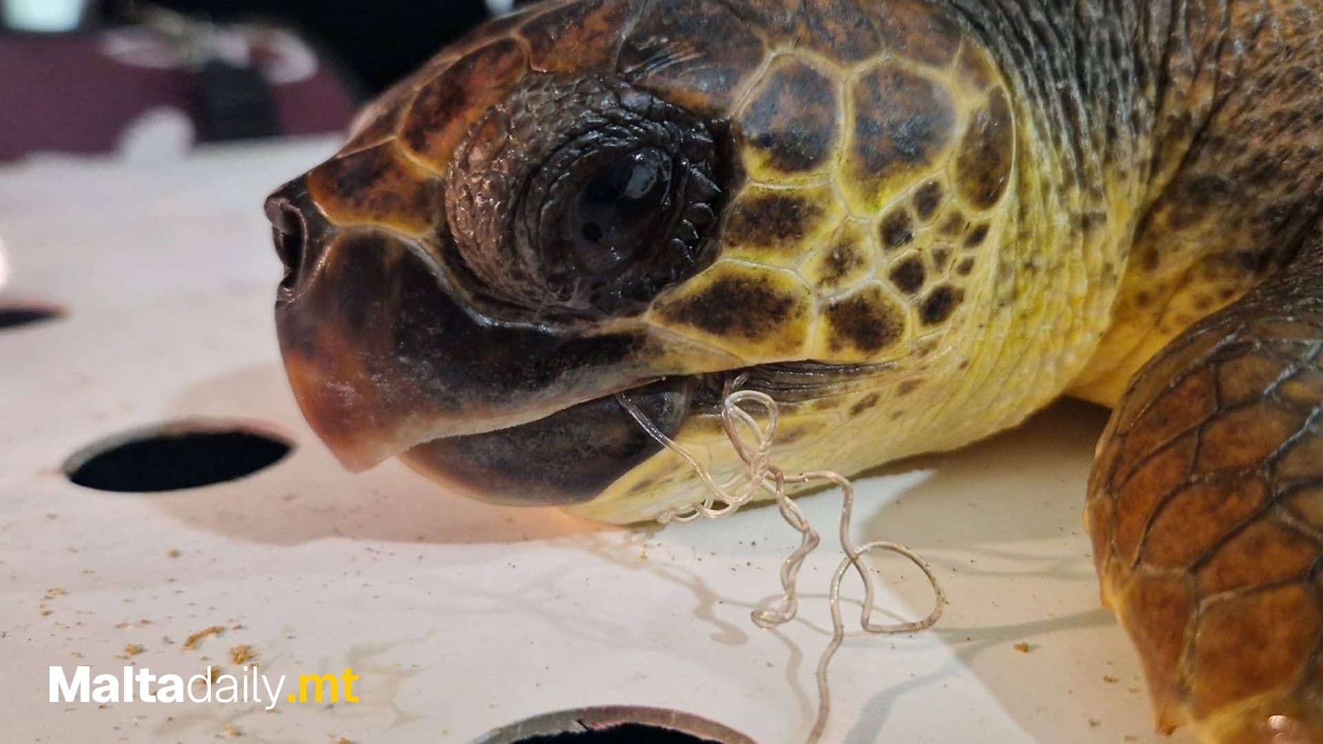 Wildlife Rescue Team Malta: Third Injured Turtle Rescued In Three Days