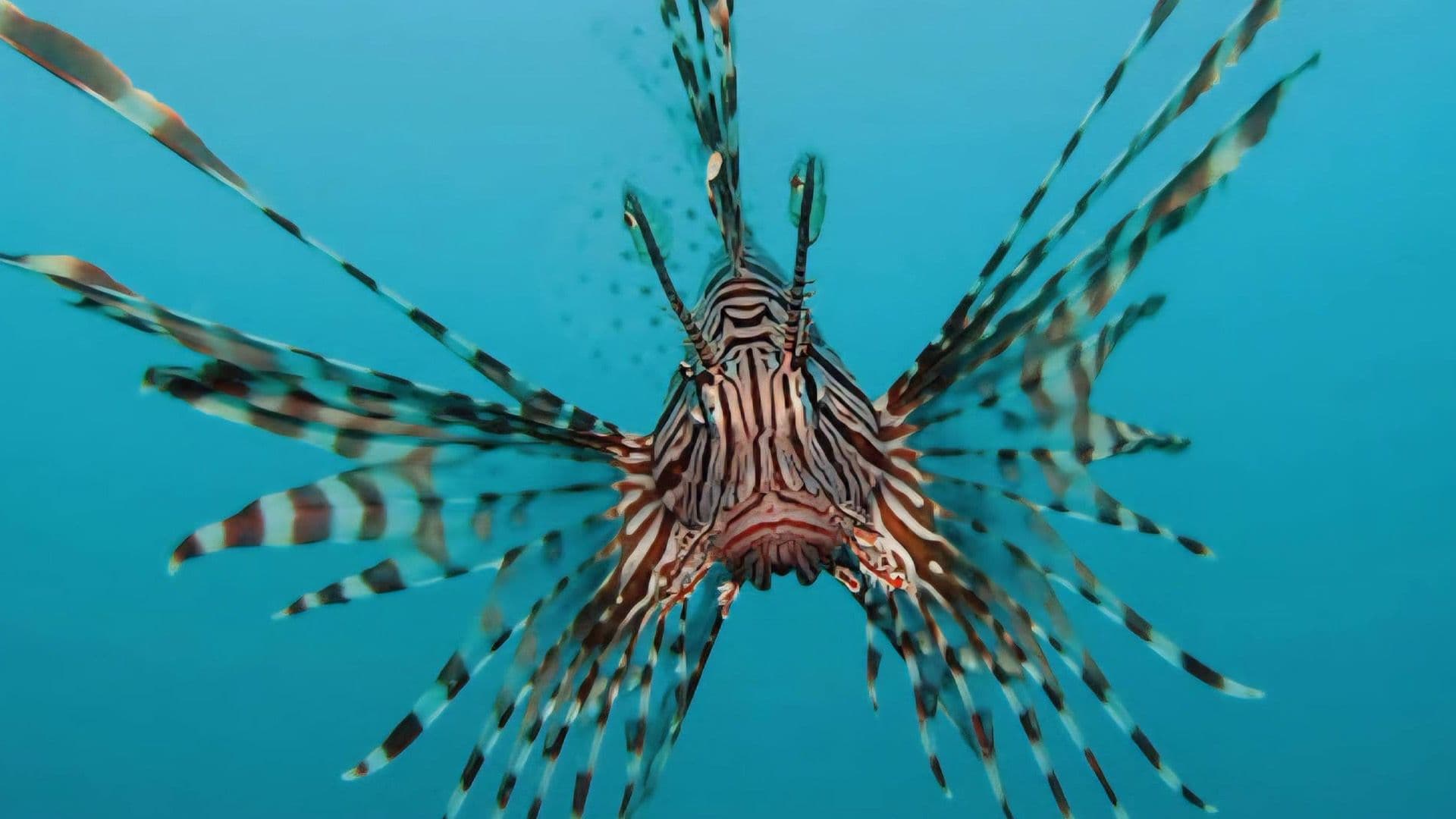 Invasive Devil Firefish Confirmed In Maltese Waters