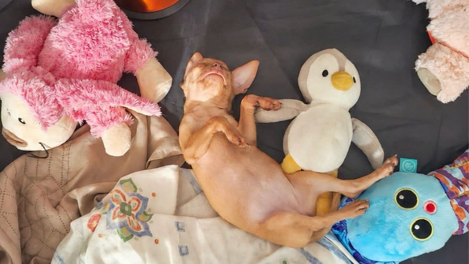 Local Shelter Dog Beetroot Enjoying Their First Night At Home!