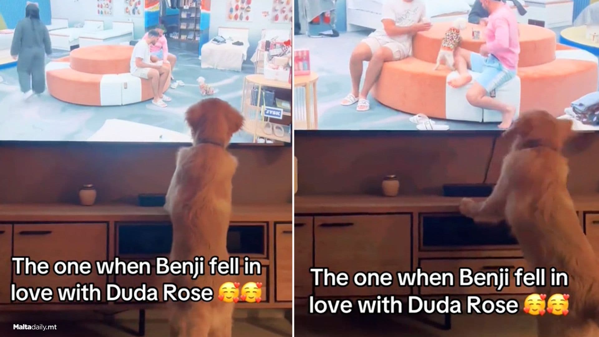 Adorable Moment Golden Retriever Follows Duda Rose On TV