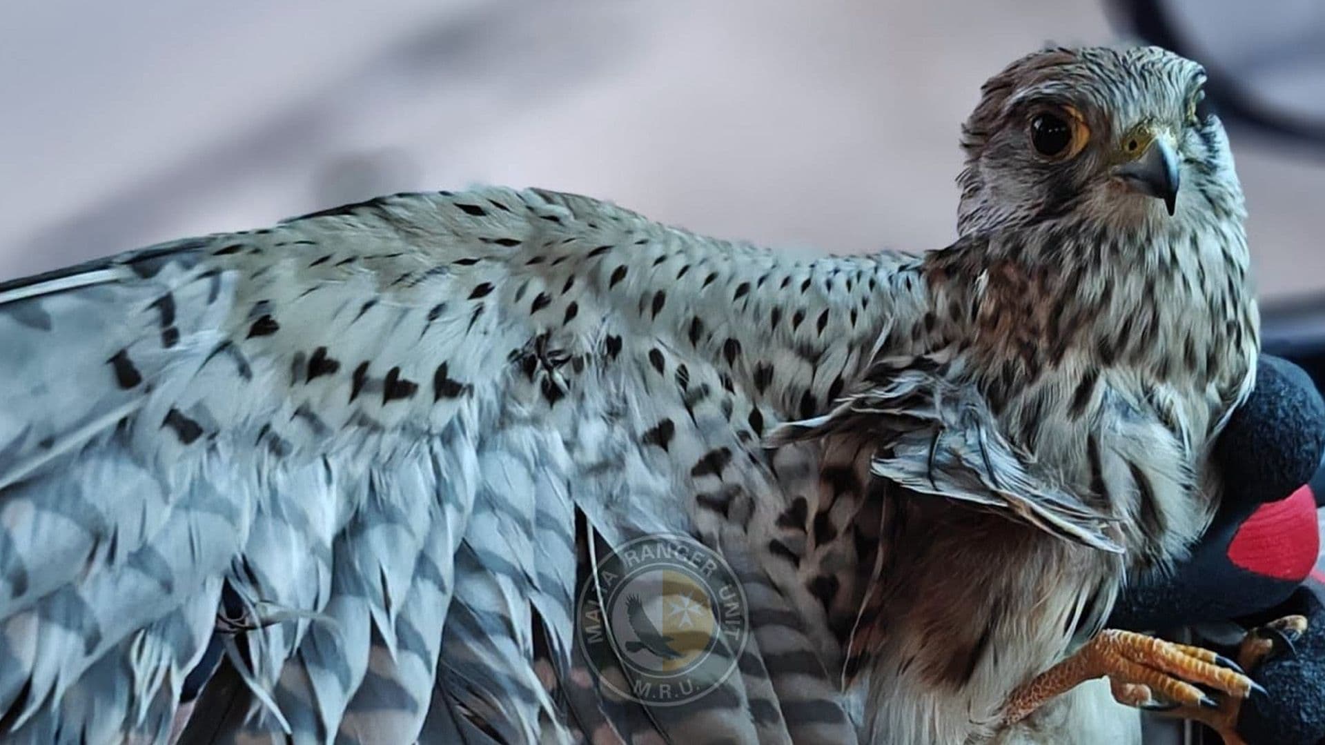 Injured Kestrel Retrieved From Rabat Outskirts With Wounds