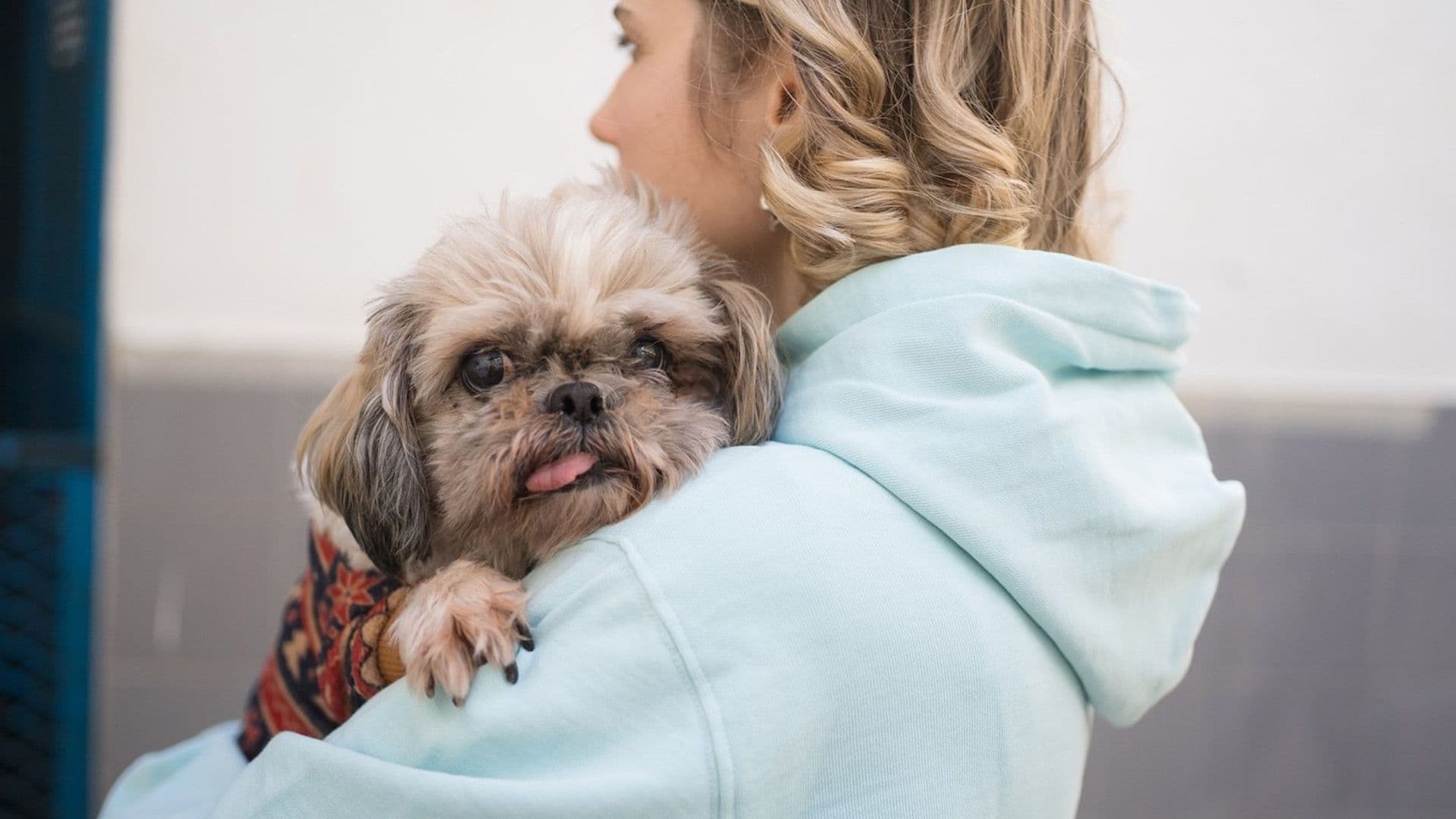 Papaya Ltd & Blackcat Team Up With Malta’s Animal Welfare Community To Support Pet Adopters