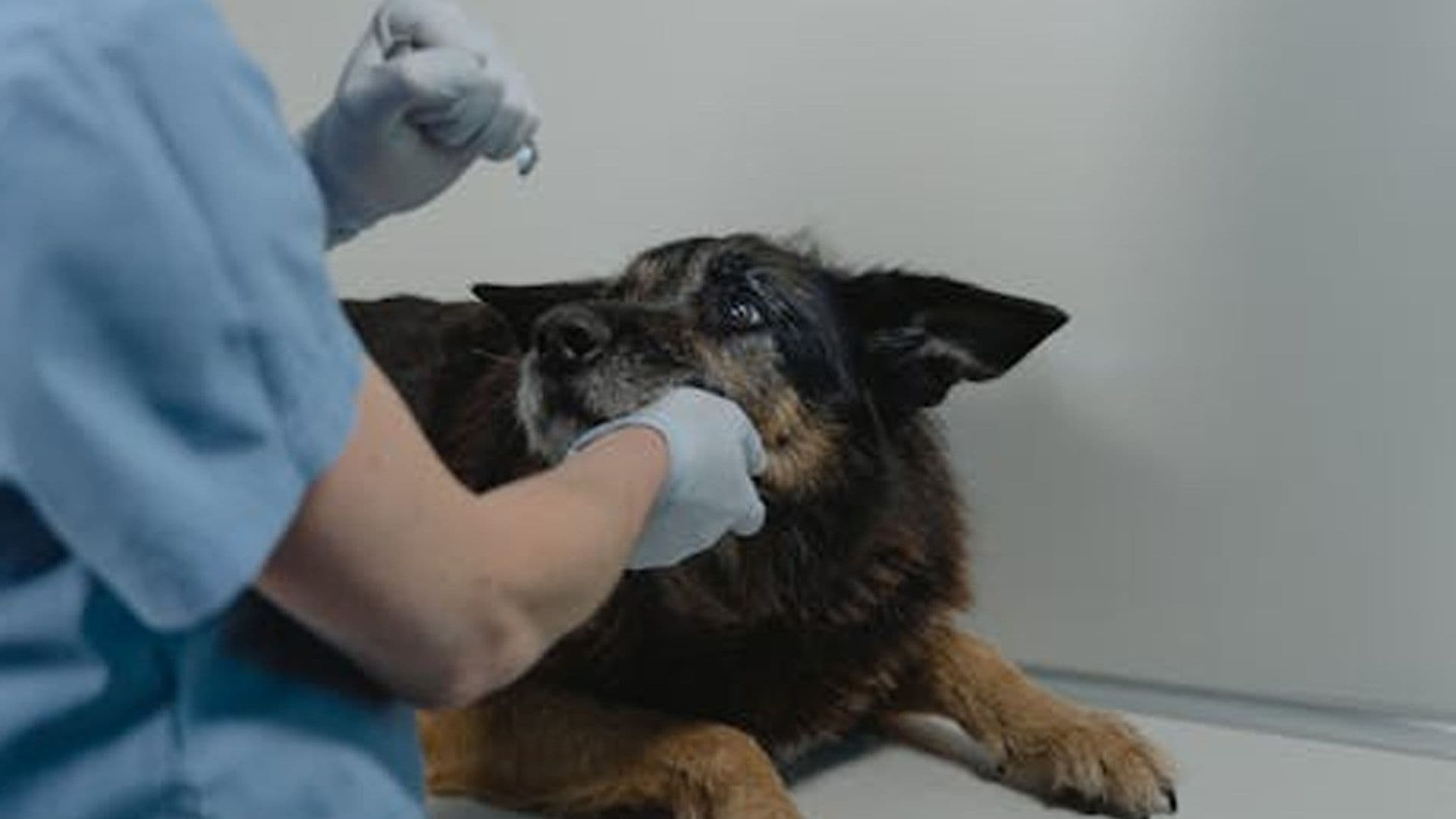 Government To Extend Veterinary Services Through Private Clinics