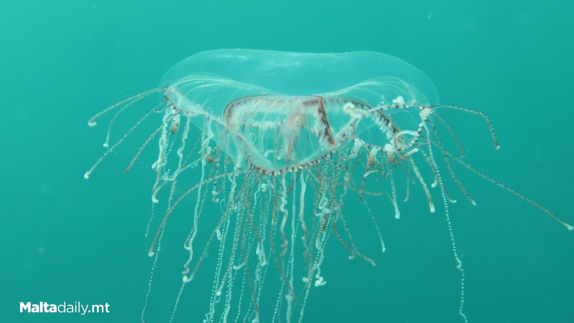 Keep An Eye Out For This ‘English Football Shirt’ Jellyfish