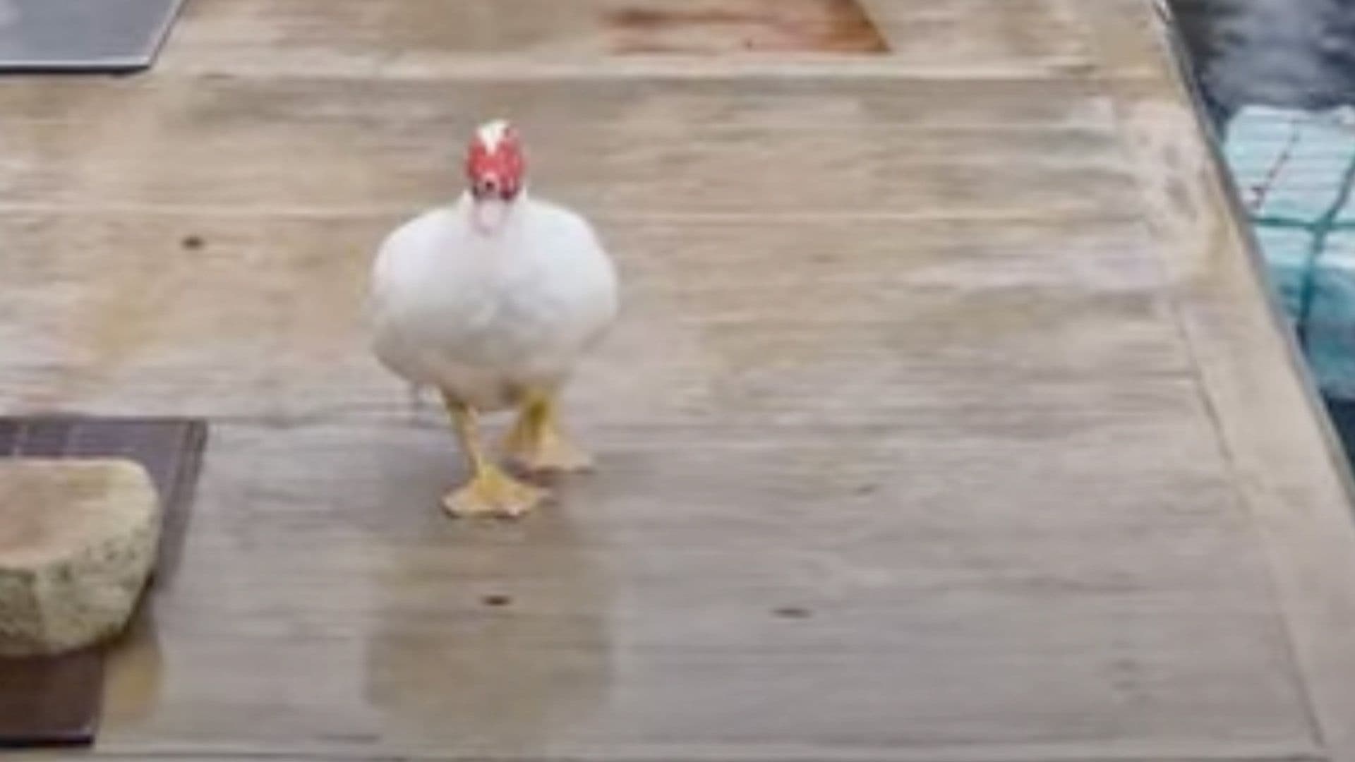 Duck Takes A Stroll In The Rain As Stormy Weather Hits Malta
