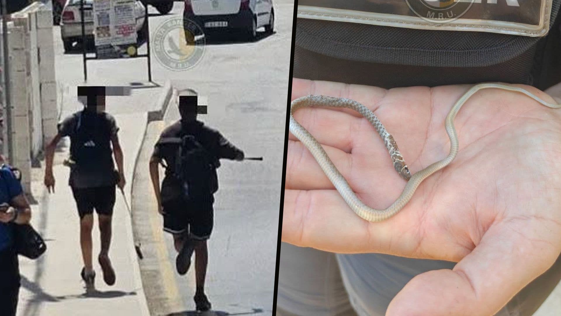 Snake Beaten To Death With Golf Clubs In St Paul’s Bay