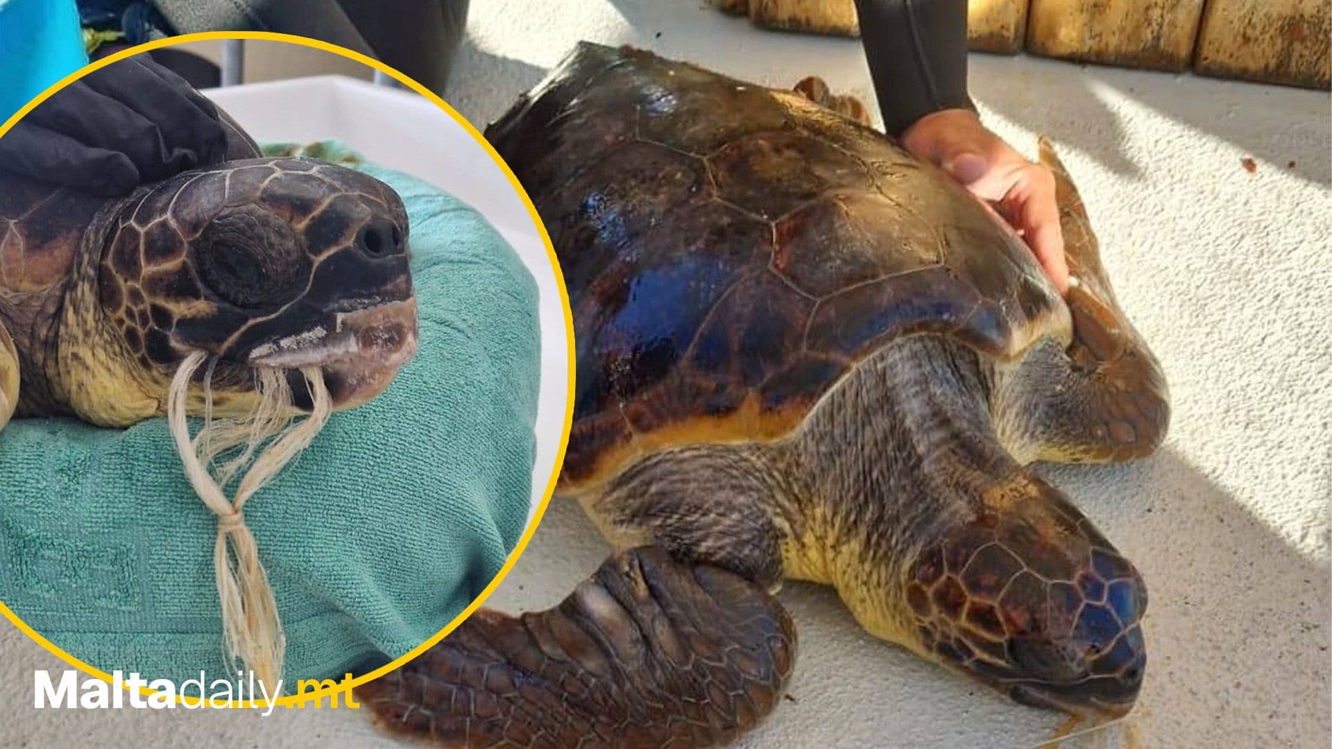 Brave Divers And Wildlife Rescue Team Save Entangled Turtle In Maltese Waters