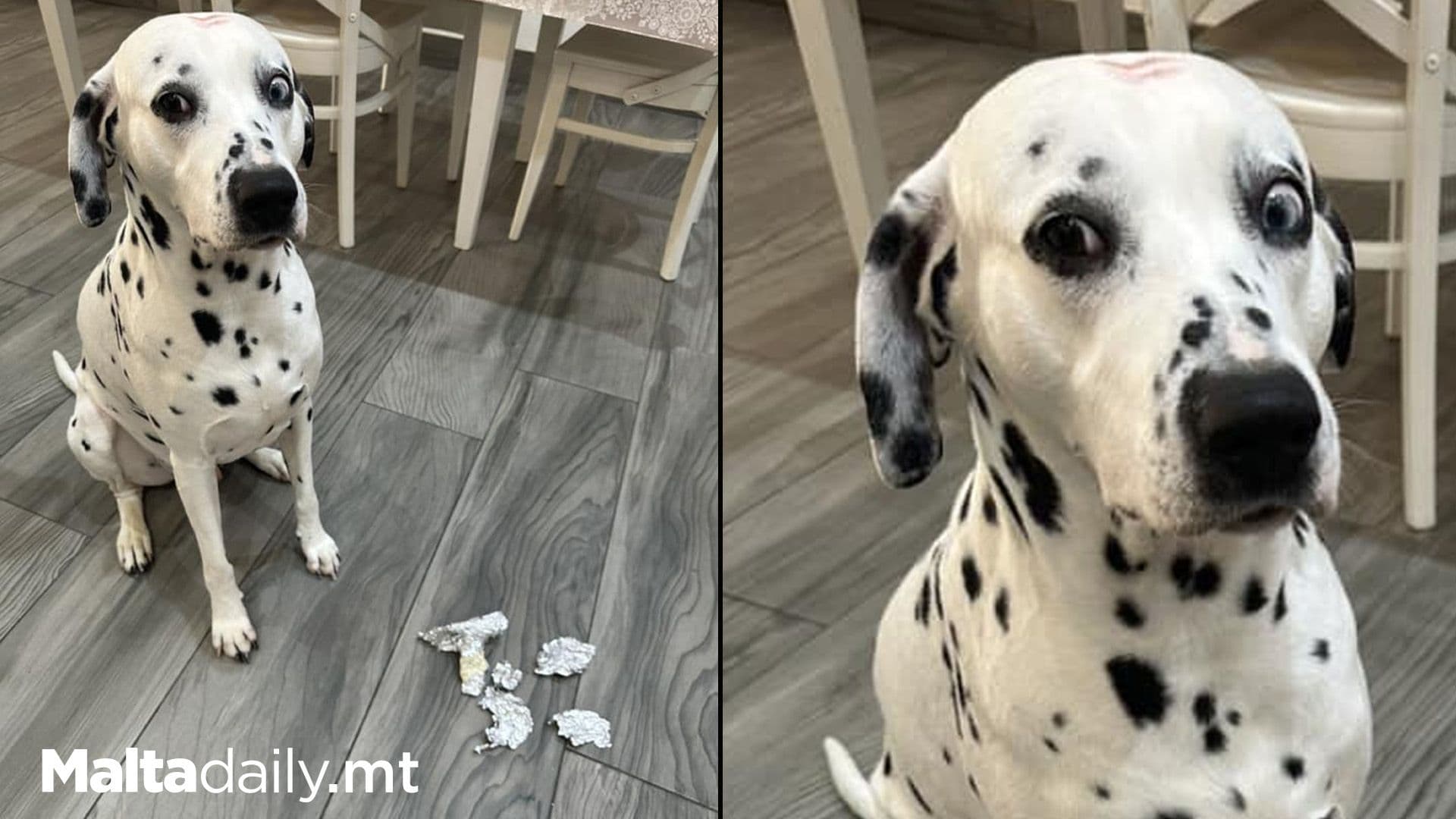 Dog ‘Keeps’ Owner On Diet By Eating Her Lunch