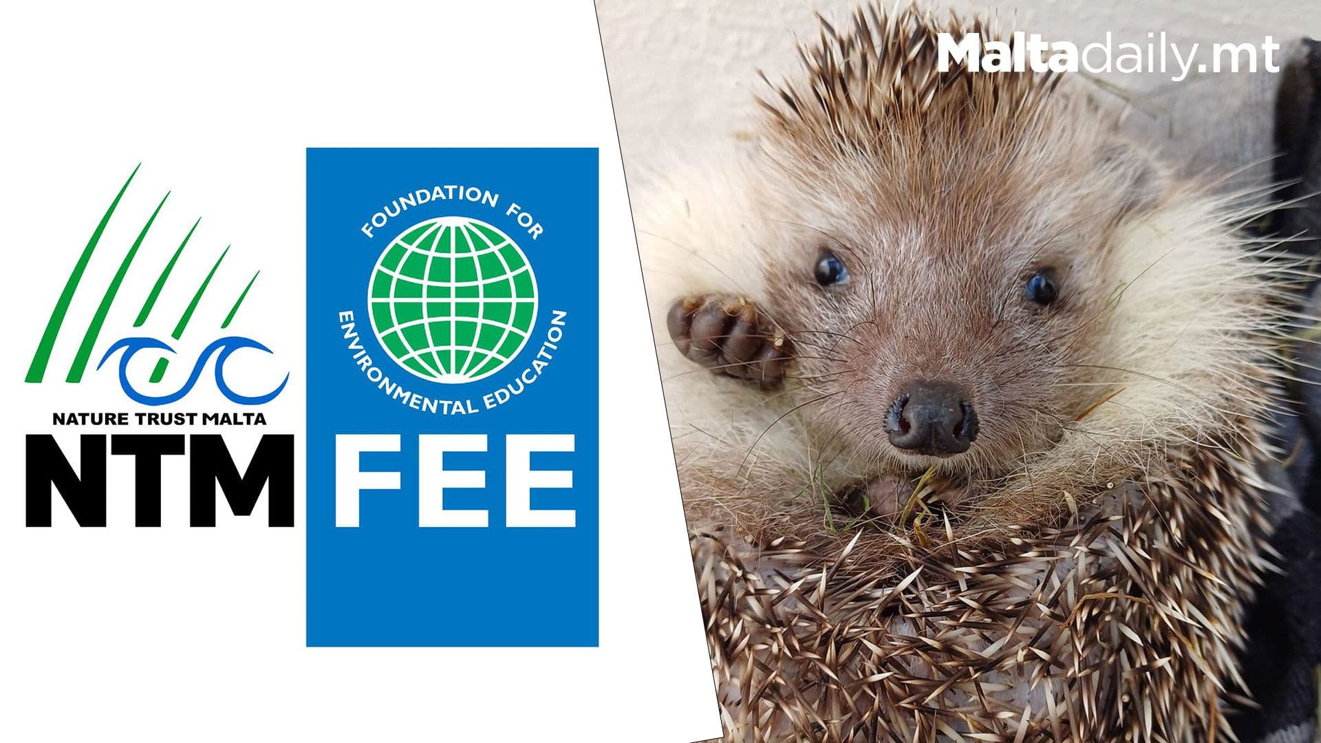 The Recovery Of Monty The Hedgehog Fills Locals Hearts With Hope