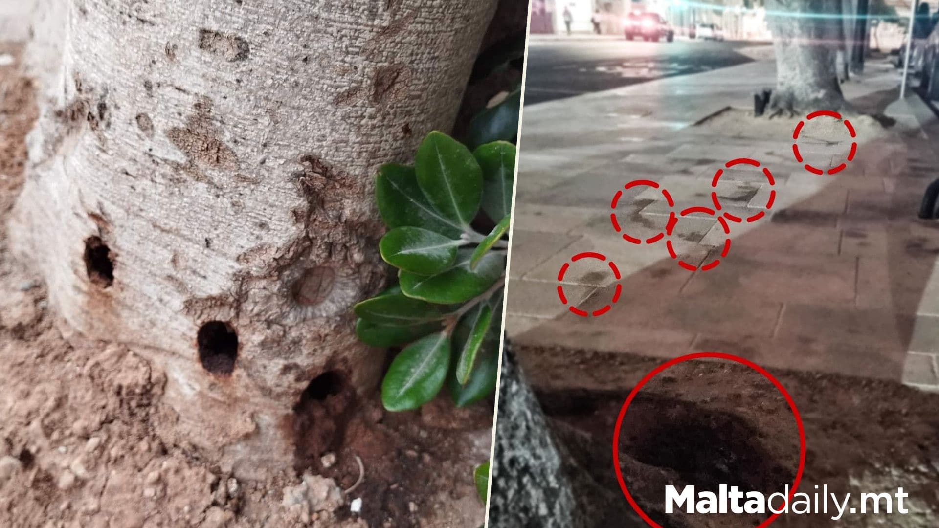 Mosta Tree Saga Continues As Vandalism Suspected