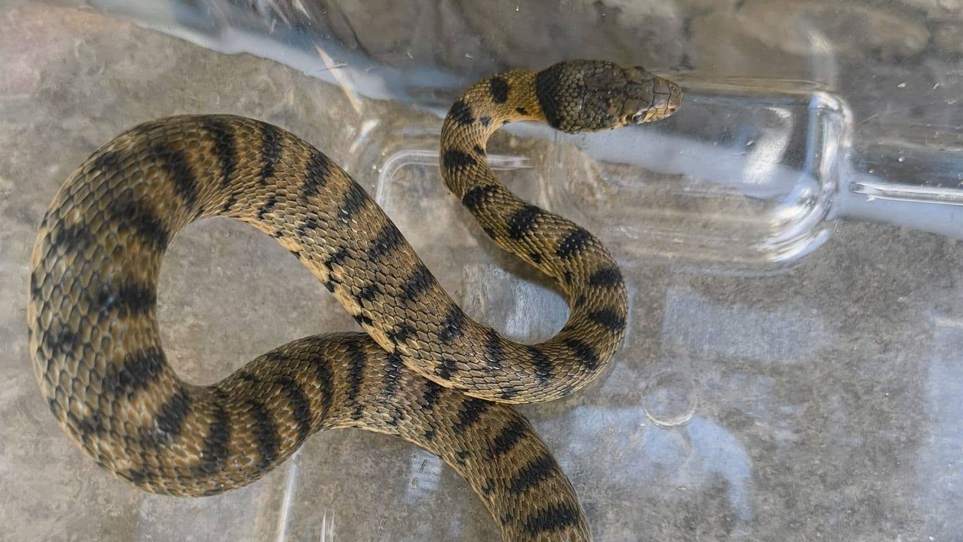 Rare Snake Rescued After Getting Trapped In Well In Pietà